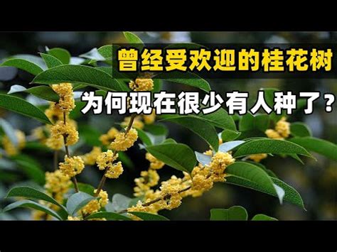 種桂花禁忌|風水桂花：化解小人秘技